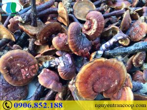 Hướng dẫn cách xắt lát Nấm Lim Xanh tại nhà