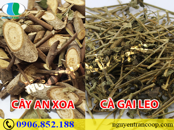 Kết hợp Cây An Xoa với vị thuốc nào để chữa bệnh hiệu quả?