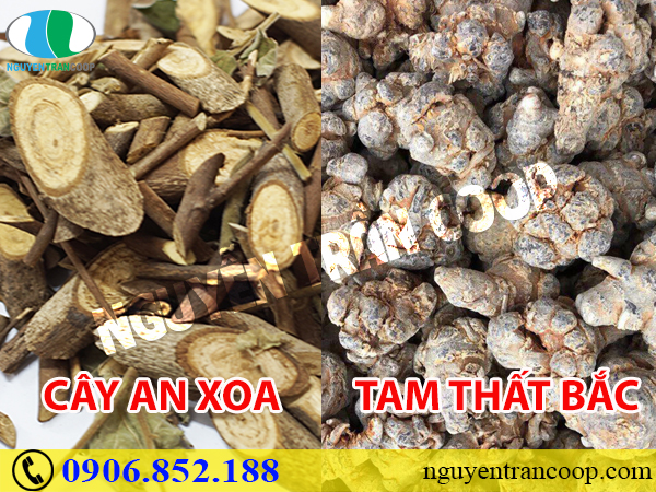 Kết hợp Cây An Xoa với vị thuốc nào để chữa bệnh hiệu quả?