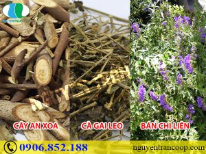 Kết hợp Cây An Xoa với vị thuốc nào để chữa bệnh hiệu quả?