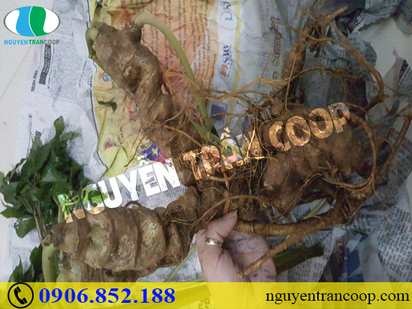 mui-vi-cua-sam-ngoc-linh-co-hap-dan-de-dung-khong