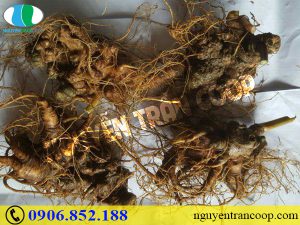 mui-vi-cua-sam-ngoc-linh-co-hap-dan-de-dung-khong