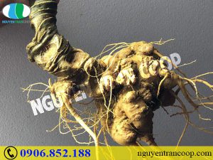 Ngăn ngừa suy nhược cơ thể với Sâm Ngọc Linh