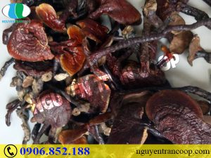 Sự thật về tác dụng phụ của Nấm Lim Xanh