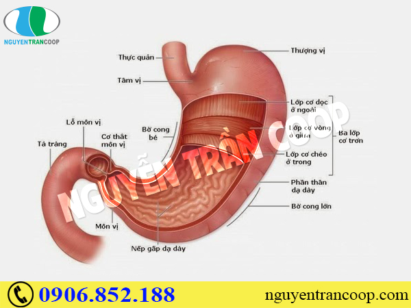 Tác hại của gầy ốm, thiếu cân - Tăng cân hiệu quả ngay bây giờ