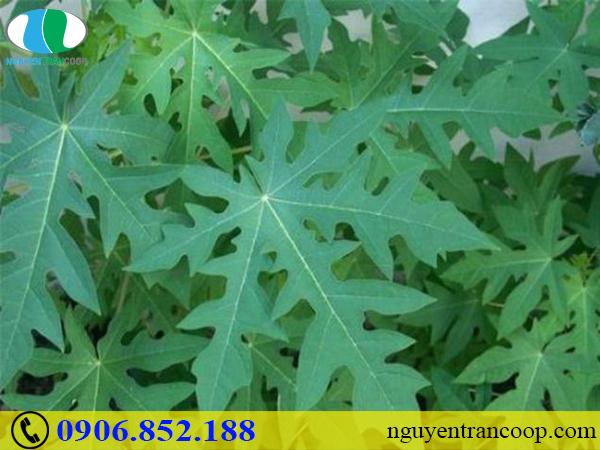 Bài thuốc hỗ trợ chữa ung thư dạ dày từ Đông y