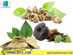 Bài thuốc hỗ trợ chữa ung thư dạ dày từ Đông y