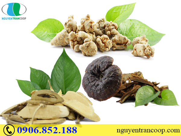 Bài thuốc hỗ trợ chữa ung thư dạ dày từ Đông y