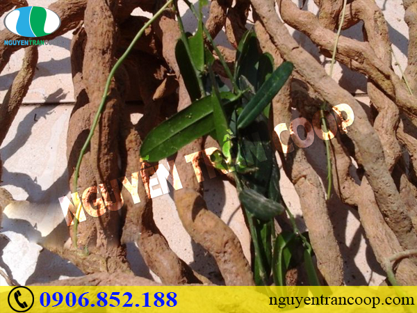 Bệnh ung thư gan có lây không - Nguyên nhân gây bệnh là gì?