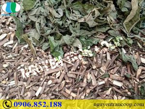 Cách nhận biết Cây An Xoa dễ và đúng nhất