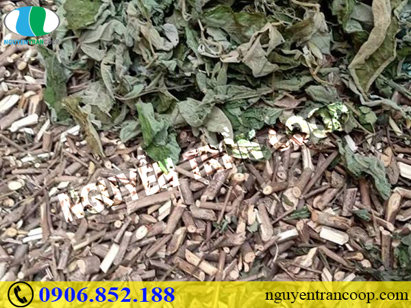 Cách nhận biết Cây An Xoa dễ và đúng nhất