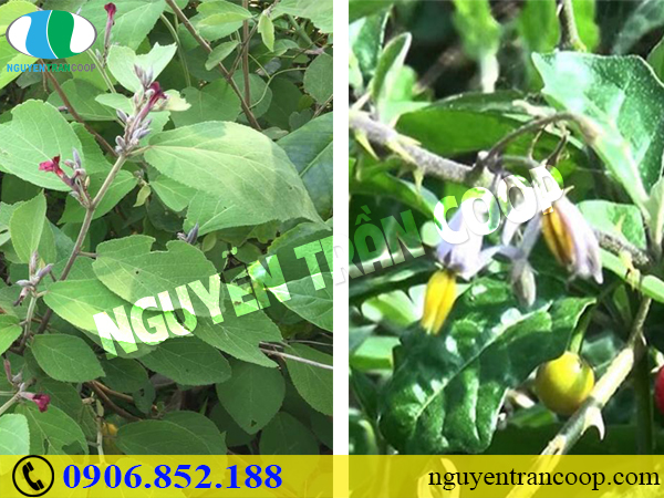 Chữa viêm gan C như thế nào để không hủy hoại lá gan?