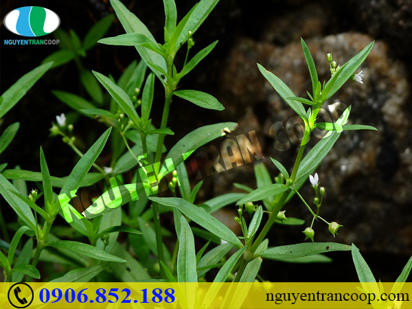 Đã tìm ra những cây thuốc chữa ung thư đại tràng hiệu quả