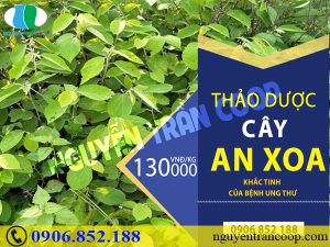 gia-ban-cay-an-xoa-2019-khuyen-mai-cay-an-xoa-nguyen-tran