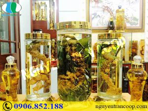 Hướng dẫn lựa chọn bình ngâm rượu Sâm Ngọc Linh