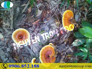 Một số bài thuốc kết hợp Nấm Lim Xanh trong chữa bệnh