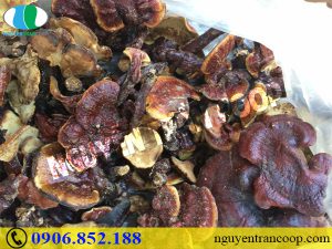 Nấm Lim Xanh giảm đau dạ dày hiệu quả như thế nào?