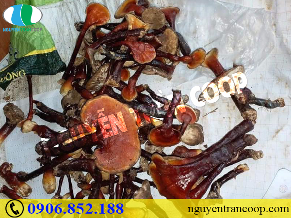 Nấm Lim Xanh giảm đau dạ dày hiệu quả như thế nào?