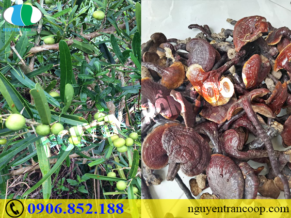 Nguyên nhân bất ngờ làm ung thư cổ tử cung tái phát