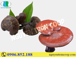 Nhận biết Nấm Lim Xanh và Nấm Linh Chi