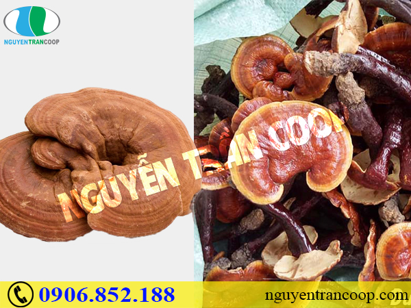 Nhận biết Nấm Lim Xanh và Nấm Linh Chi