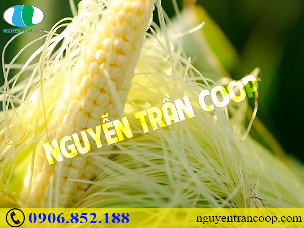 Những bài thuốc mát gan giải độc hiệu quả cho mùa hè