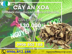 Những bài thuốc mát gan giải độc hiệu quả cho mùa hè