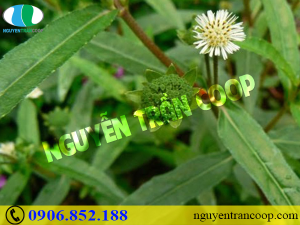 Những bài thuốc mát gan giải độc hiệu quả cho mùa hè