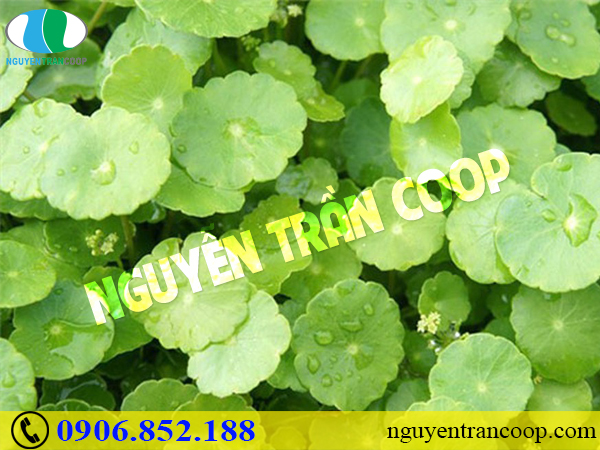 Những bài thuốc mát gan giải độc hiệu quả cho mùa hè