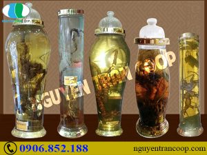 Những đối tượng nên dùng rượu Sâm Ngọc Linh