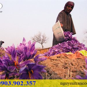 Nhụy Hoa Nghệ Tây