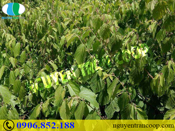 Tác dụng Cây An Xoa hỗ trợ điều trị bệnh gan hữu hiệu