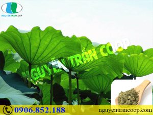 Tìm ngay những thảo dược giảm mỡ máu hiệu quả