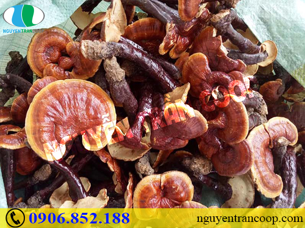 Tìm ngay những thảo dược giảm mỡ máu hiệu quả