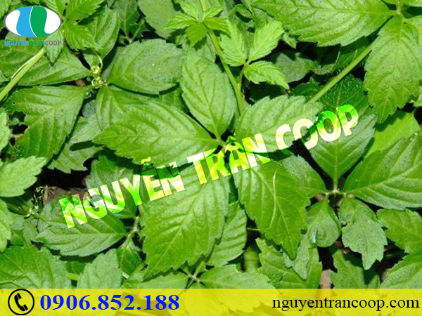 Tìm ngay những thảo dược giảm mỡ máu hiệu quả