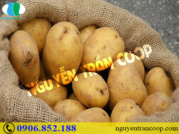 Top 5 thực phẩm tăng cân siêu lành mạnh