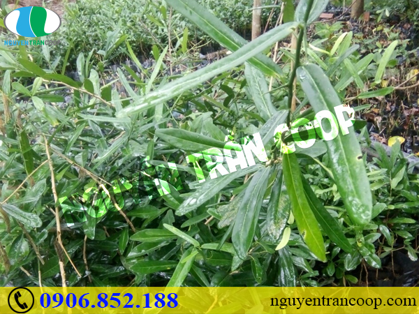 Ung thư cổ tử cung có mấy giai đoạn? Phát triển như thế nào?