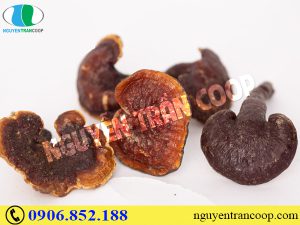 Uống rượu Nấm Lim Xanh chữa bệnh có được không?