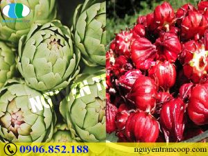 Xem ngay loại thảo dược giải nhiệt mùa nóng