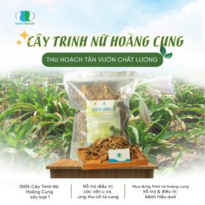 Trinh Nữ Hoàng Cung – Vị thuốc “khắc tinh” của u xơ tử cung