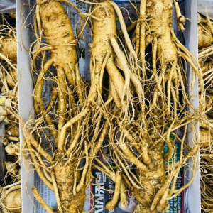 Sâm Tươi Hàn Quốc 5 Củ 1Kg