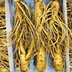 Sâm Tươi Hàn Quốc 6 Củ 1Kg