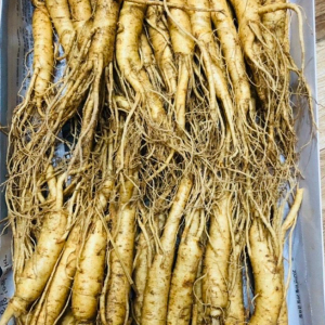 Sâm Tươi Hàn Quốc 20-30 Củ 1Kg