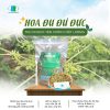 Hoa Đu Đủ Đực: Trị ho, hỗ trợ đường tiêu hóa