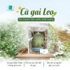 Cà Gai Leo: Cây thuốc chữa bệnh gan thần kỳ