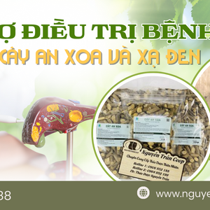 Bài Thuốc Kết Hợp 2 Loại Cây Dân Gian An Xoa Và Xạ Đen - Hỗ Trợ Điều Trị Bệnh Gan, Ung Bướu